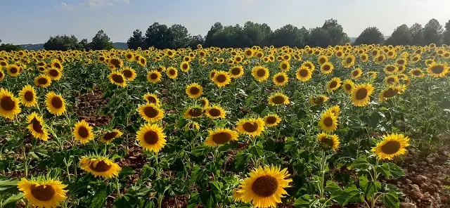 campo girasol villarejo de la pe&ntilde;uela