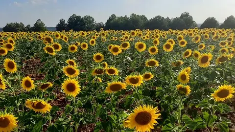 campo girasol villarejo de la pe&ntilde;uela